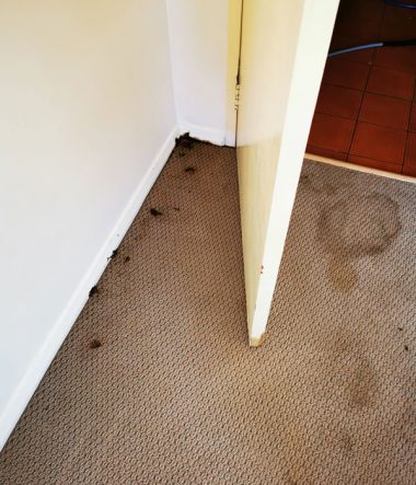 Deep Carpet Clean Stains 2b